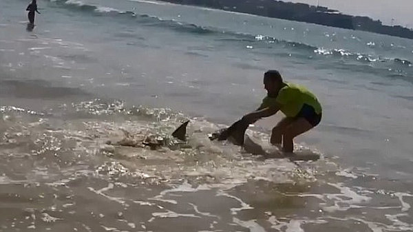 悉尼Manly海滩大白鲨受伤搁浅 澳“商务男”拽住尾巴拖回海里（视频） - 4