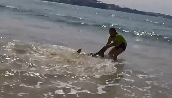 悉尼Manly海滩大白鲨受伤搁浅 澳“商务男”拽住尾巴拖回海里（视频） - 5