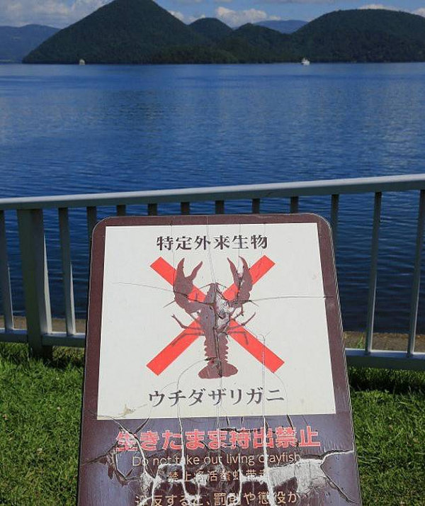 日本湖泊小龙虾泛滥 渔民踩碎当肥料(组图)