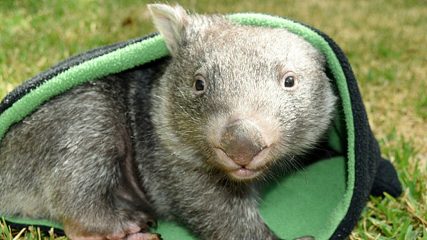 170918_wombat.jpg,0
