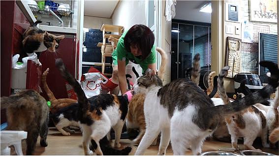 韩国女子继承千万家产养百只猫 现濒临破产（组图） - 2