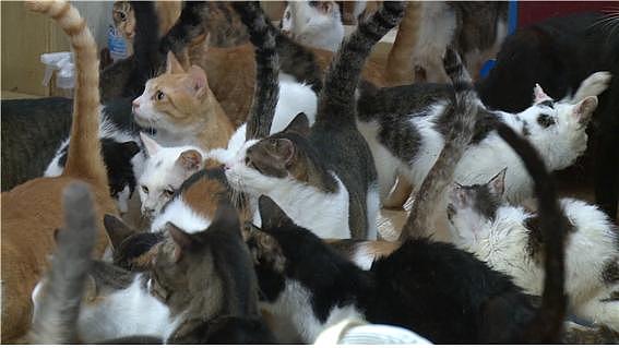 韩国女子继承千万家产养百只猫 现濒临破产（组图） - 3