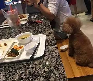 大妈用餐厅盘子喂狗服务员未制止 邻桌“炸锅”(图) - 1