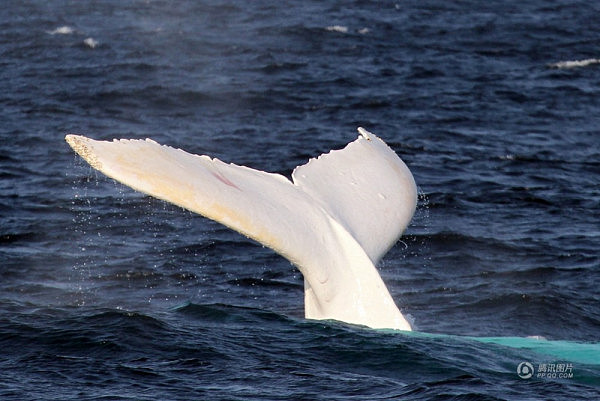 白色座头鲸现身悉尼海域 通体雪白似精灵(组图) - 1