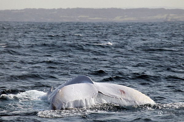 白色座头鲸现身悉尼海域 通体雪白似精灵(组图) - 3