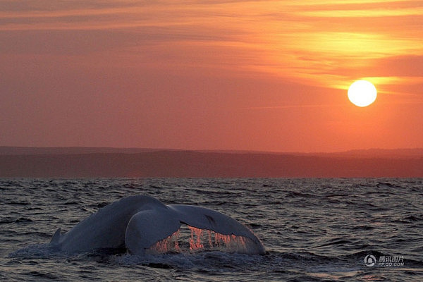 白色座头鲸现身悉尼海域 通体雪白似精灵(组图) - 5