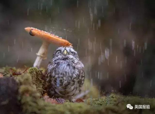 有一种常见“病”叫“雨瘾症”，是你吗？