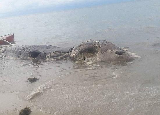 菲律宾海滩现神秘巨型生物尸体 已腐烂气味难闻