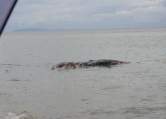 菲律宾海滩现神秘巨型生物尸体 已腐烂气味难闻