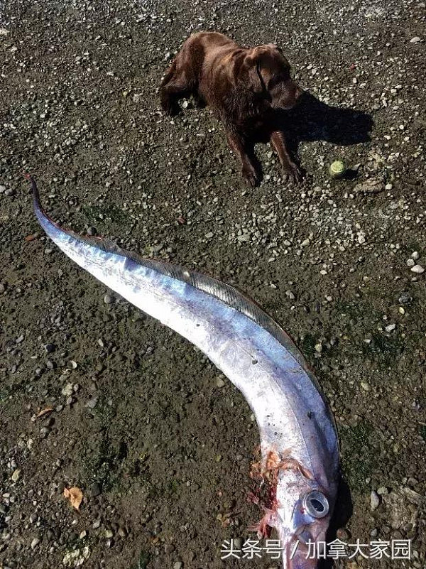 温哥华岛居民海滩散步遇“三文鱼之王”，长达2米！十分罕见～
