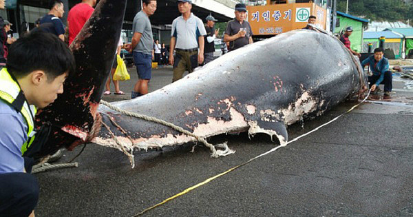 韩国男子“捡”到7米长死鲸 转手卖19万（组图） - 1