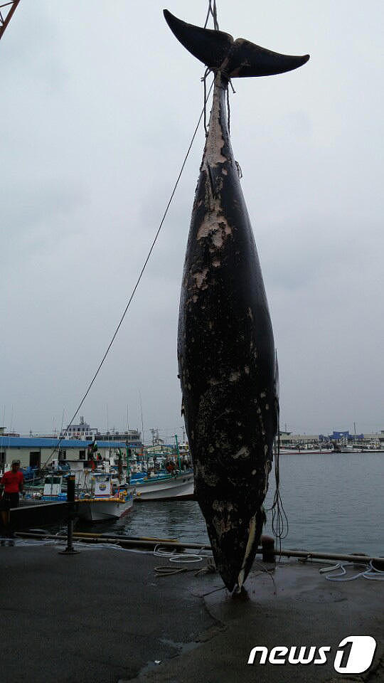韩国男子“捡”到7米长死鲸 转手卖19万（组图） - 2