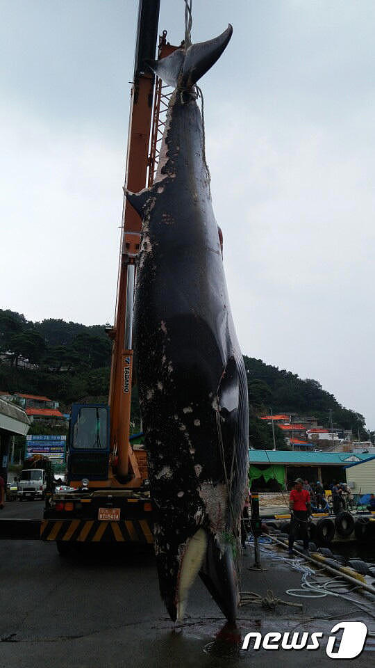 韩国男子“捡”到7米长死鲸 转手卖19万（组图） - 3
