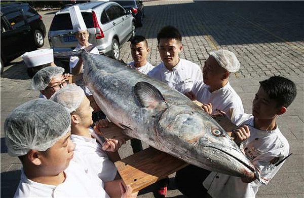 青岛仰口湾海域捕上大鲅鱼 身长约2.4米卖两万