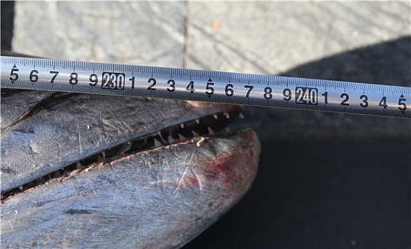青岛仰口湾海域捕上大鲅鱼 身长约2.4米卖两万