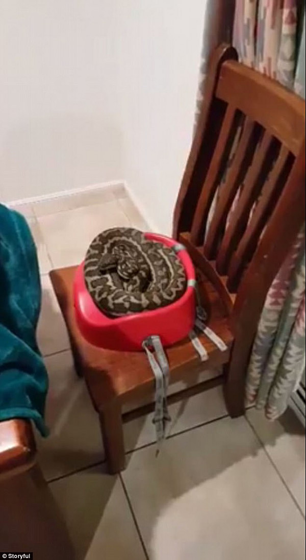 44D71D6C00000578-4931778-A_large_coastal_carpet_python_pictured_frightened_a_family_of_th-a-15_1506645731251.jpg,0