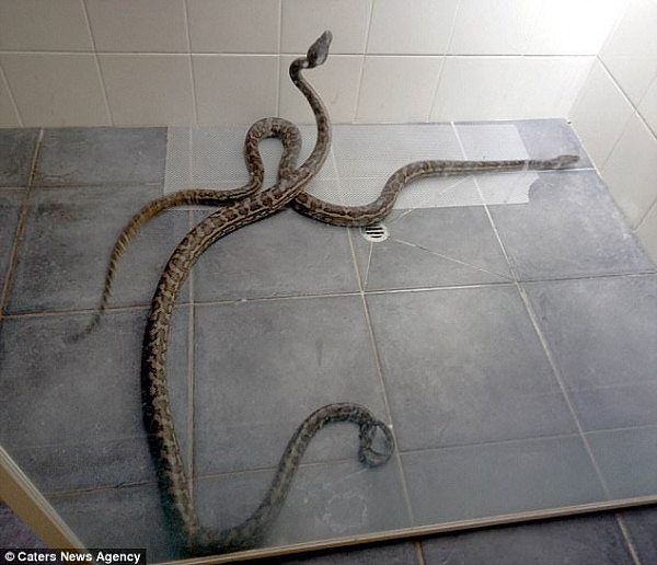 澳女浴室洗澡2米长蛇“从天而降”！女子抄起苕帚扫地出门... - 1
