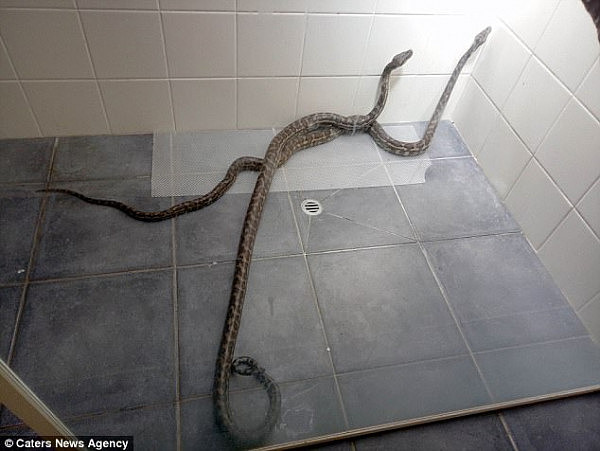 澳女浴室洗澡2米长蛇“从天而降”！女子抄起苕帚扫地出门... - 2