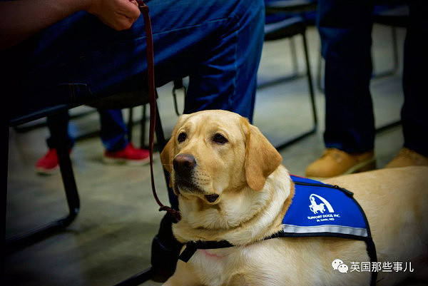 这群萌萌的服务犬预备役,有一位来自喵星的老师(图) - 4