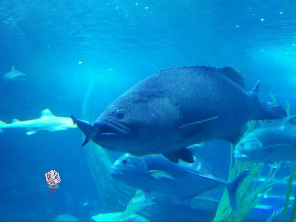 惊魂一幕！武汉一条巨型石斑鱼一口吞掉一米长鲨鱼(图) - 2