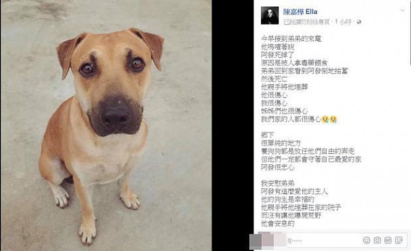 Ella爱犬遭投毒抽搐死亡 痛斥投毒者行为残忍