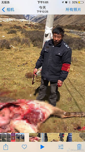 西藏一林业局人员割鹿头画面曝光：用于科研(图) - 1