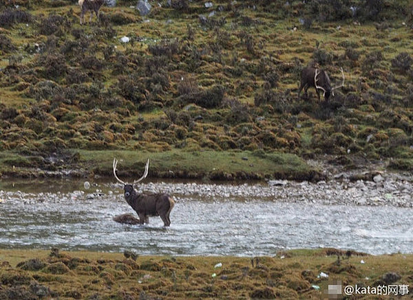 西藏一林业局人员割鹿头画面曝光：用于科研(图) - 3