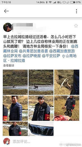 西藏一林业局人员割鹿头画面曝光：用于科研(图) - 10