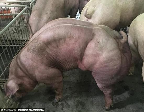 柬埔寨一公司培育变异肌肉猪 动物组织:这是恶魔