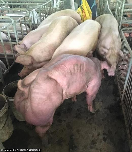 柬埔寨一公司培育变异肌肉猪 动物组织:这是恶魔