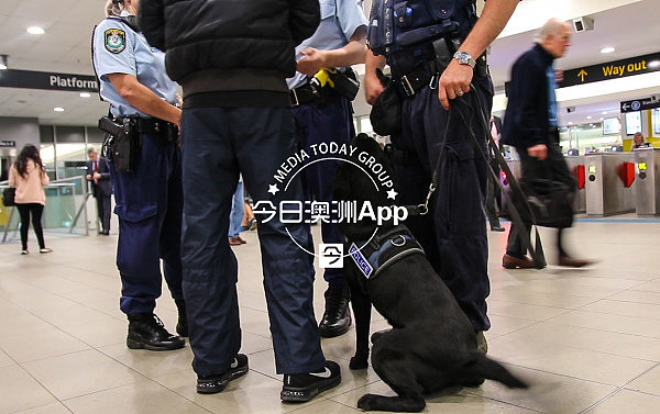 独家探秘！今日悉尼与警方协同执法，现场直击华人区缉毒行动（视频） - 3