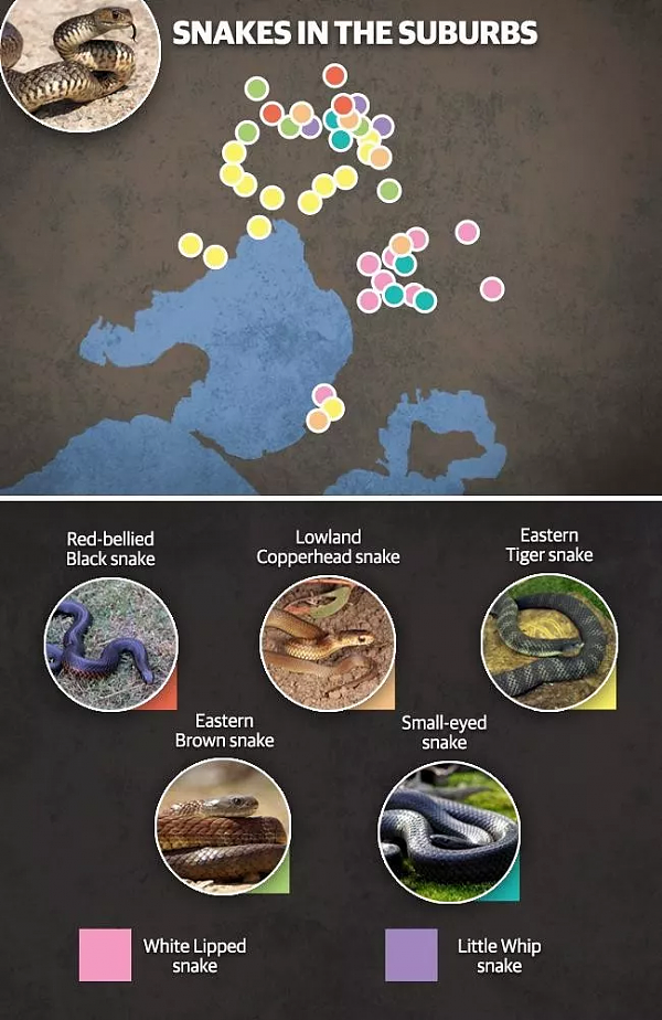 墨尔本幼童床上发现7条蛇 一口就致命！城中99%的蛇都剧毒（图） - 19