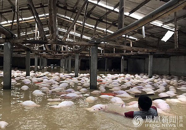 越南洪灾致54人死 养猪场大批猪被淹死(组图) - 1