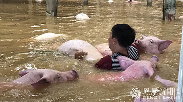 越南洪灾致54人死 养猪场大批猪被淹死(组图) - 2