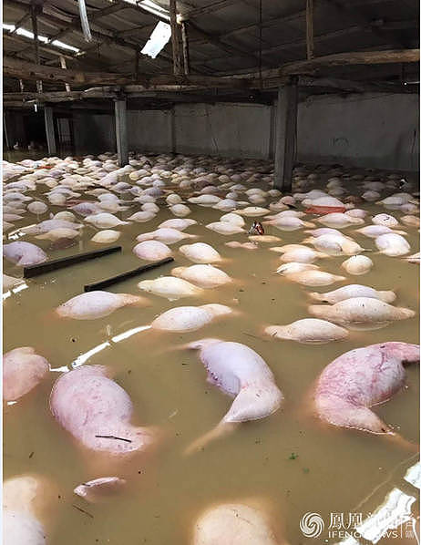 越南洪灾致54人死 养猪场大批猪被淹死(组图) - 3