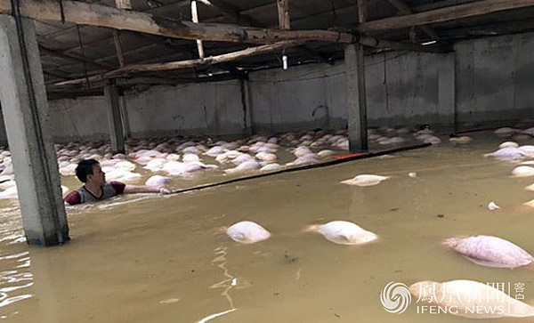 越南洪灾致54人死 养猪场大批猪被淹死(组图) - 4