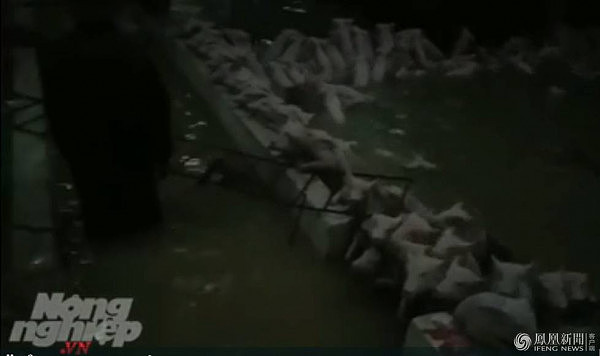 越南洪灾致54人死 养猪场大批猪被淹死(组图) - 5