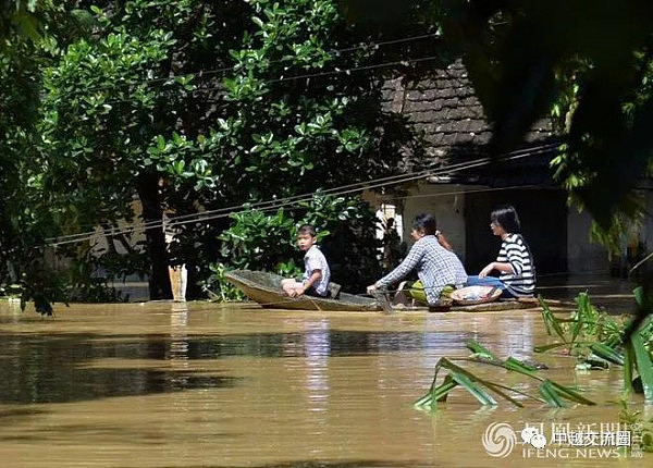 越南洪灾致54人死 养猪场大批猪被淹死(组图) - 9