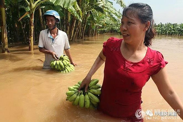 越南洪灾致54人死 养猪场大批猪被淹死(组图) - 11