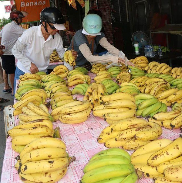 台湾香蕉滞销价格低迷 台军为救市连吃两月(组图) - 1