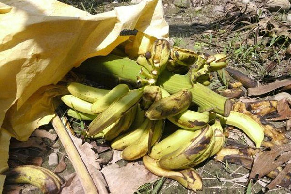 台湾香蕉滞销价格低迷 台军为救市连吃两月(组图) - 2