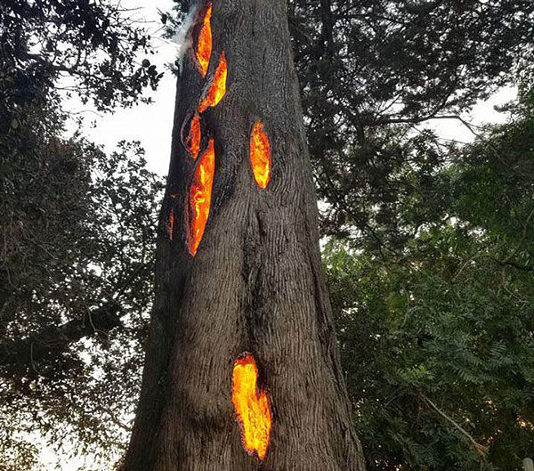 加州大火酿奇景：大树从内部自燃成空壳（组图） - 1