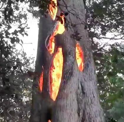 加州大火酿奇景：大树从内部自燃成空壳（组图） - 3