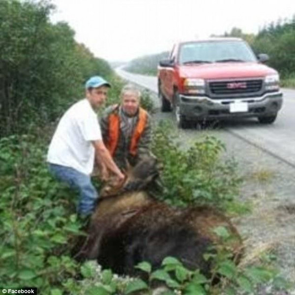 动物凶猛！加拿大男子去打猎，反被受伤的驼鹿踢中脑壳，呼叫直升机营救 - 3