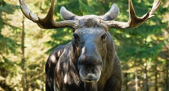 动物凶猛！加拿大男子去打猎，反被受伤的驼鹿踢中脑壳，呼叫直升机营救 - 4