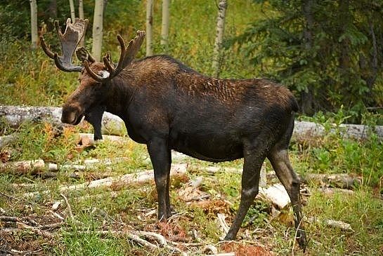 动物凶猛！加拿大男子去打猎，反被受伤的驼鹿踢中脑壳，呼叫直升机营救 - 6