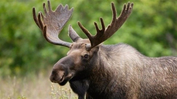 动物凶猛！加拿大男子去打猎，反被受伤的驼鹿踢中脑壳，呼叫直升机营救 - 8