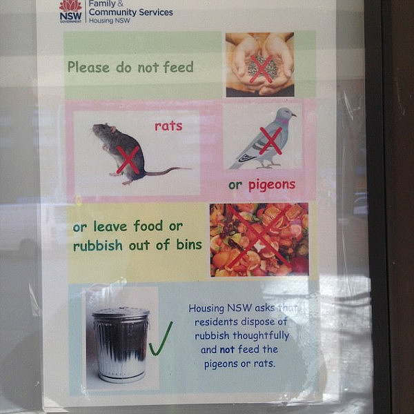 鼠患成灾！悉尼内城居然还有公屋居民喂食老鼠（图） - 1