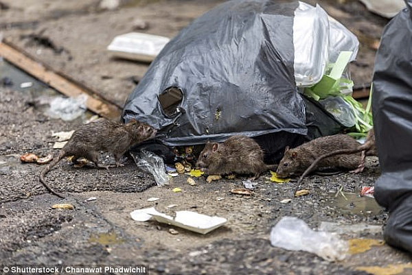 鼠患成灾！悉尼内城居然还有公屋居民喂食老鼠（图） - 4
