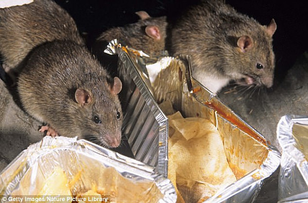 鼠患成灾！悉尼内城居然还有公屋居民喂食老鼠（图） - 6